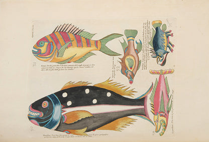 The second edition of Louis Renard's Poissons, Ecrevisses et Crabes, the first colour printed book on fish, among the rarest and most beautiful of all works of this type.