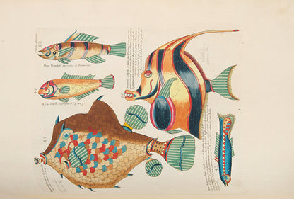 The second edition of Louis Renard's Poissons, Ecrevisses et Crabes, the first colour printed book on fish, among the rarest and most beautiful of all works of this type.