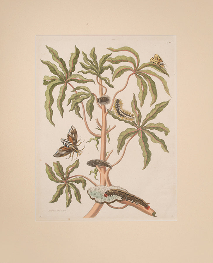 Gùajava àlba dulcis.