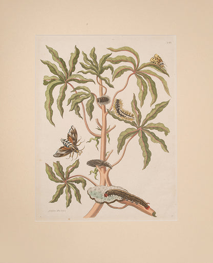 Gùajava àlba dulcis.