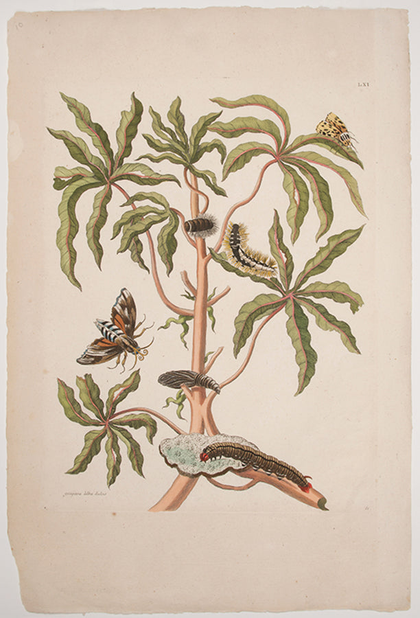 Gùajava àlba dulcis.