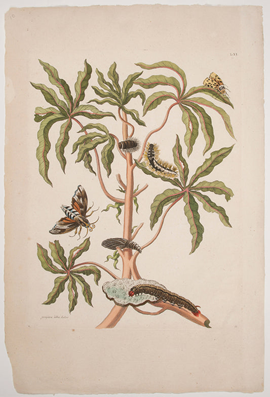 Gùajava àlba dulcis.