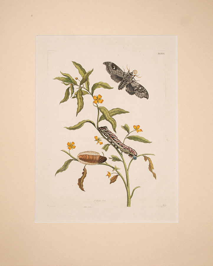 Emperor Moth.
