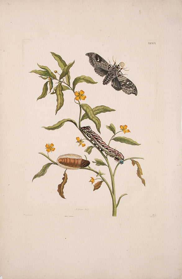 Emperor Moth.