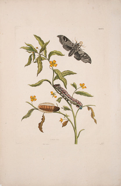 Emperor Moth.