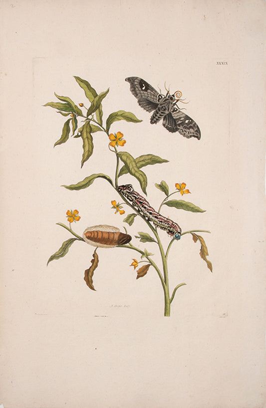 Emperor Moth.
