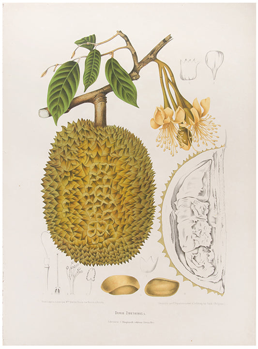 Durio Zibethinus. L. [Durian].