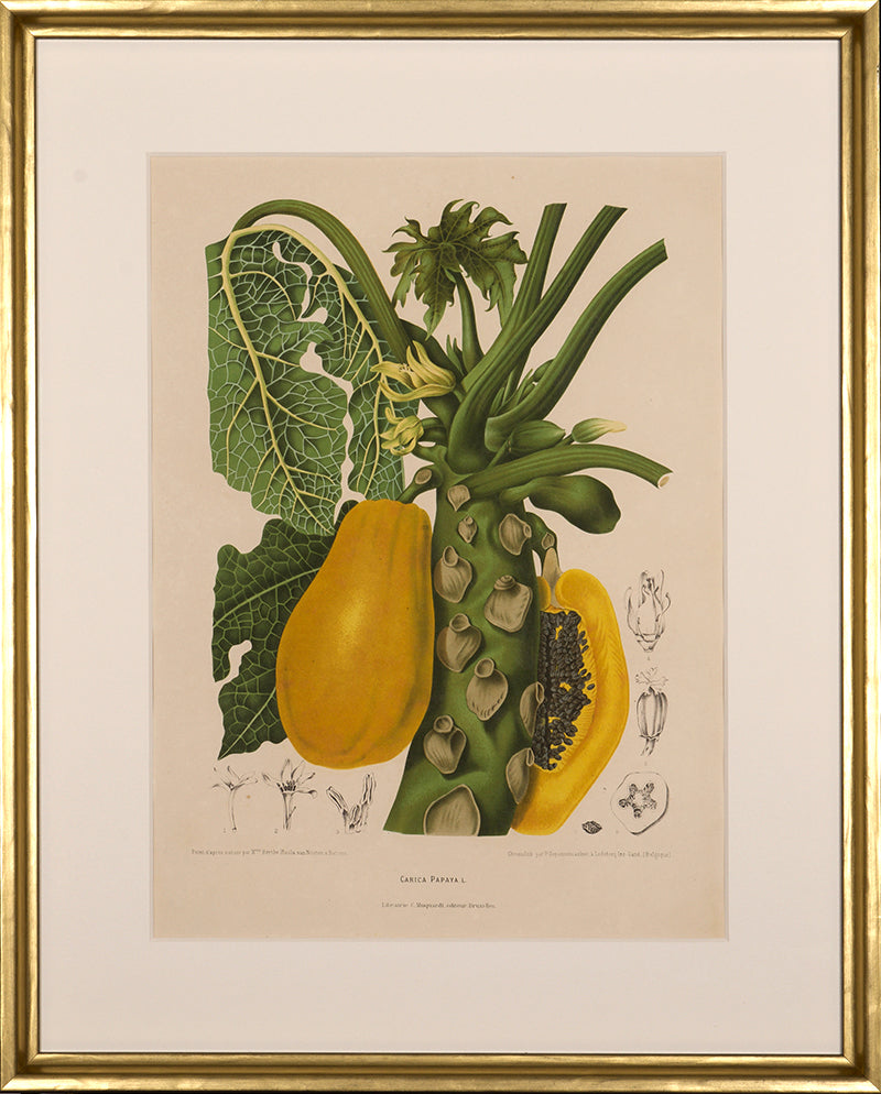 Carica Papaya.L. [Papaya Paw Paw or Paw Paw].