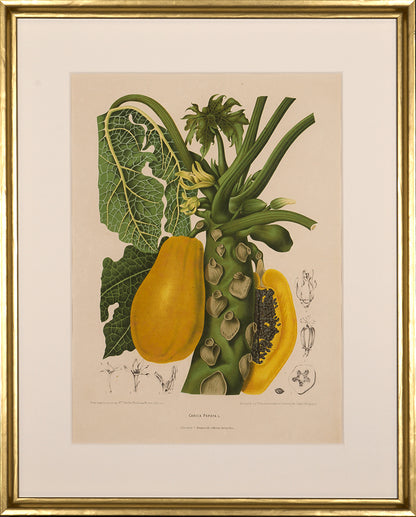 Carica Papaya.L. [Papaya Paw Paw or Paw Paw].