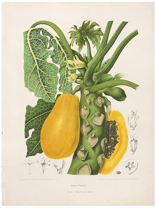 Carica Papaya.L. [Papaya Paw Paw or Paw Paw].