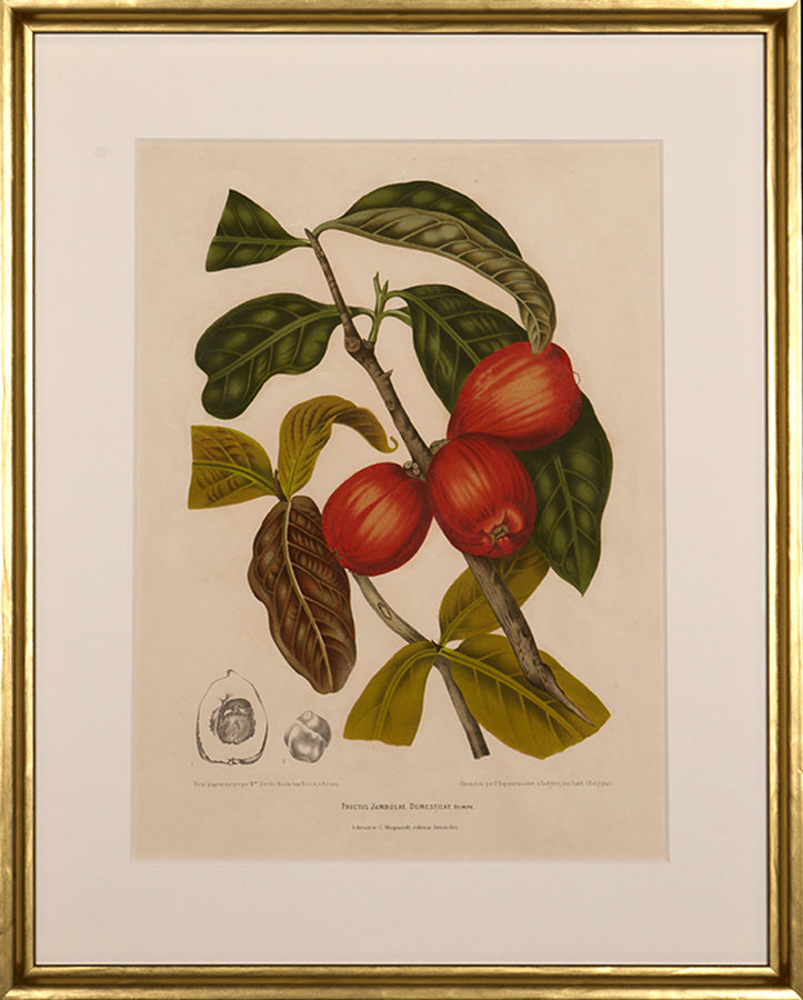Fructus Jambosae Domesticae. Rumph. [Malaysian Apple or Rose Apple].
