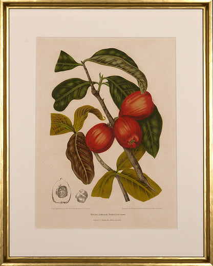 Fructus Jambosae Domesticae. Rumph. [Malaysian Apple or Rose Apple].