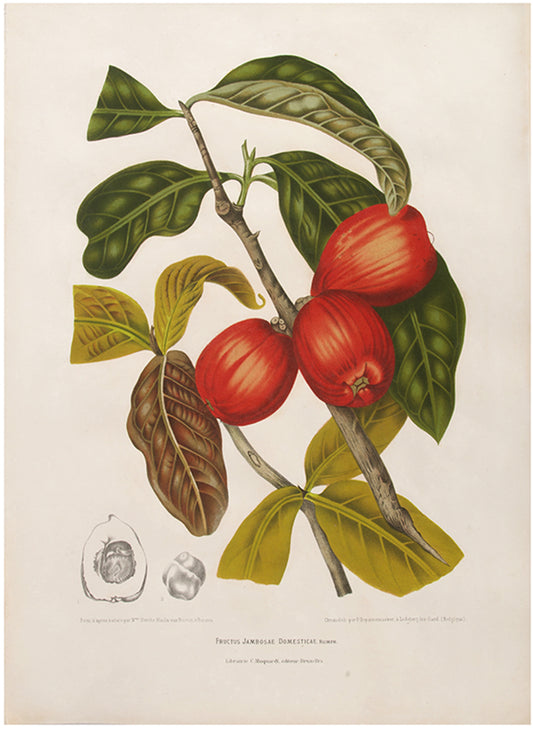 Fructus Jambosae Domesticae. Rumph. [Malaysian Apple or Rose Apple].