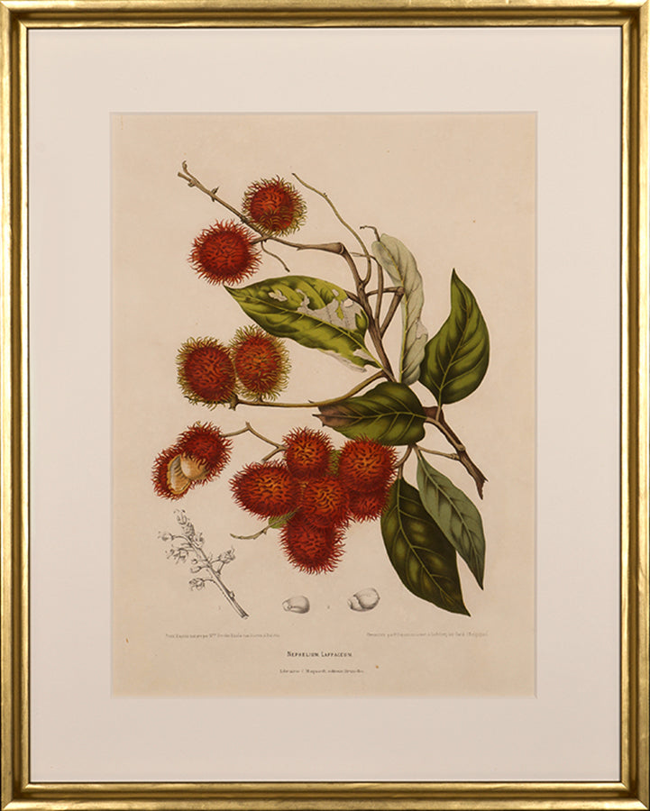 Nephelium Lappaceum. [Rambutan].