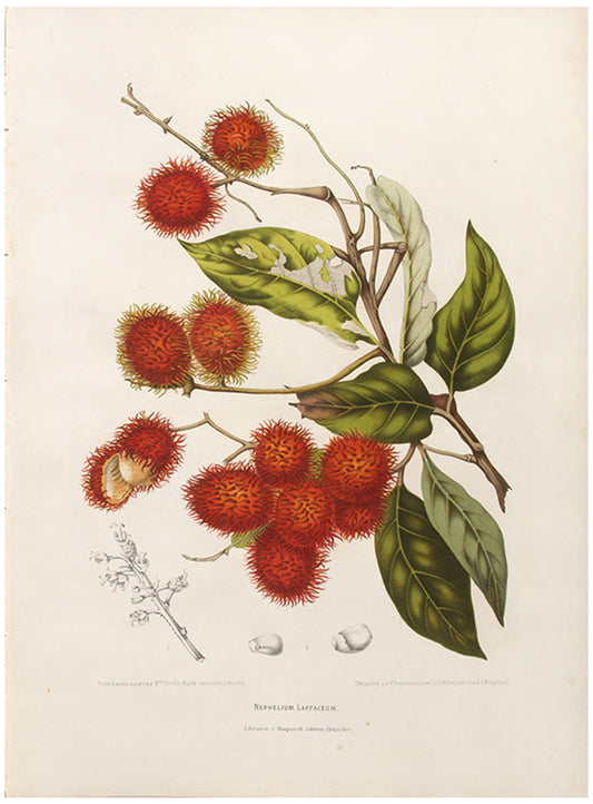Nephelium Lappaceum. [Rambutan].