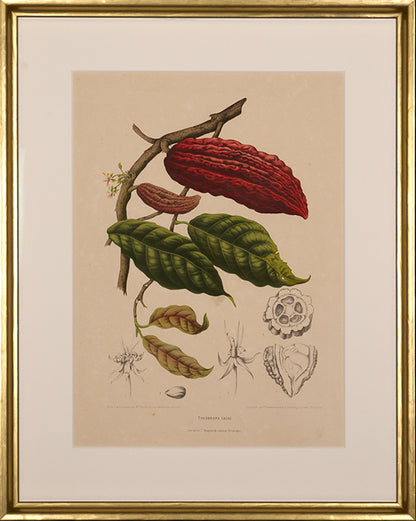Theobroma Cacao. [Cacao Tree].