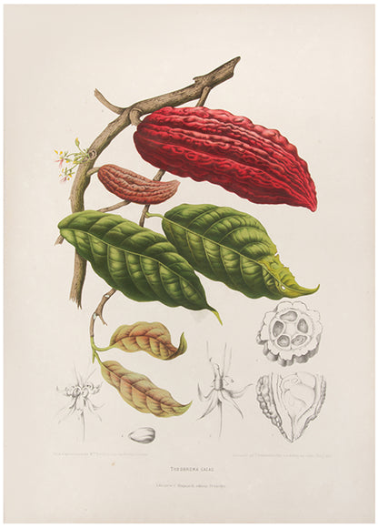 Theobroma Cacao. [Cacao Tree].