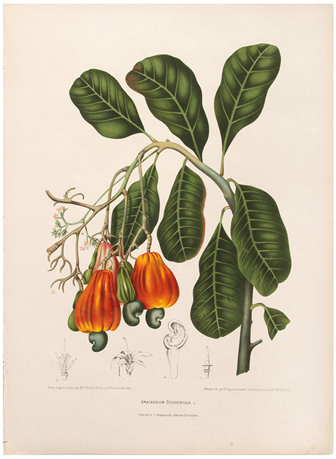 Anacardium Occidentale. L. [Cashew].