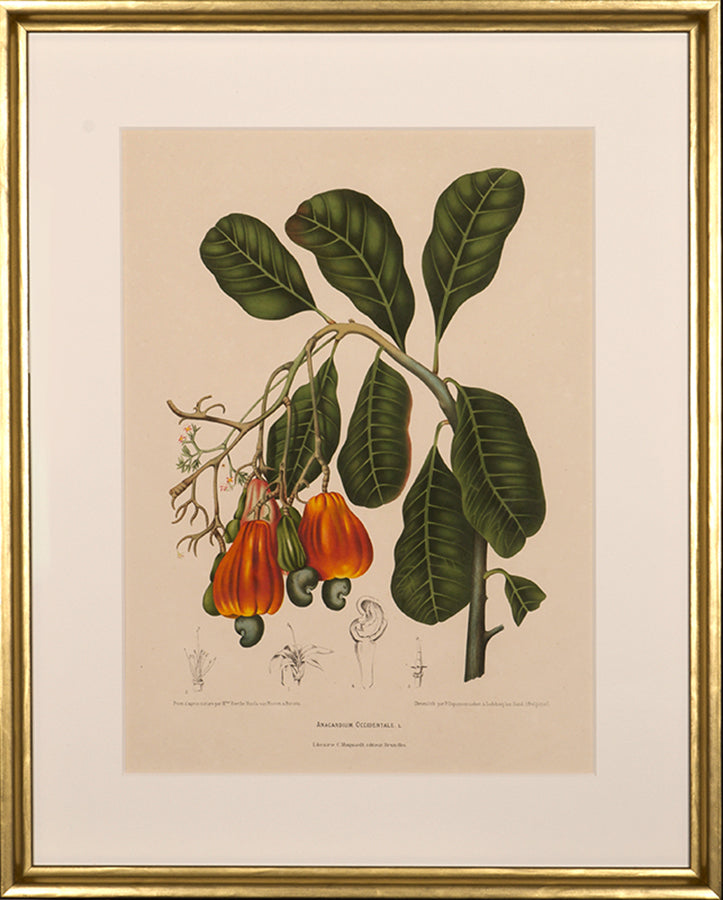 Anacardium Occidentale. L. [Cashew].