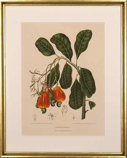 Anacardium Occidentale. L. [Cashew].