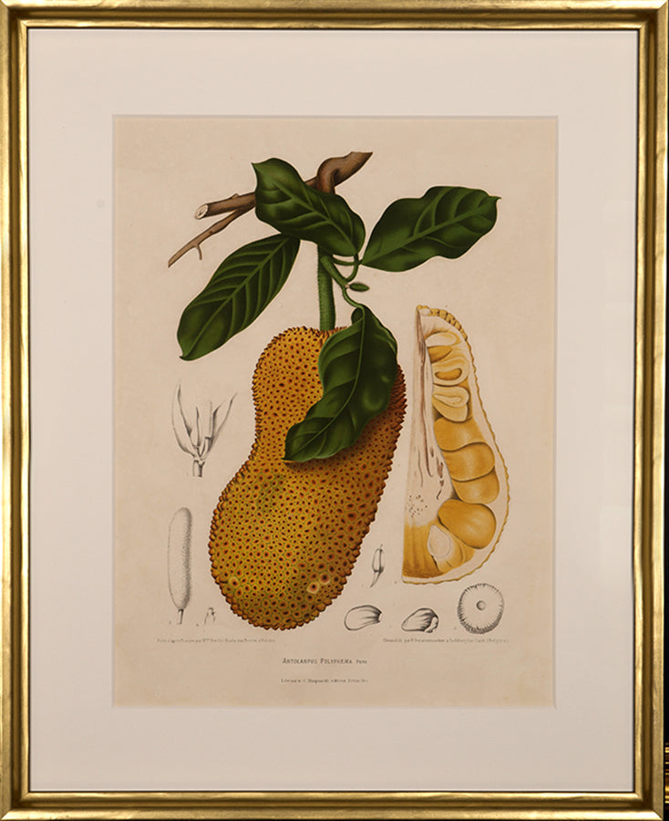 Artocarpus Polyphema. Pers. [Cempadak].