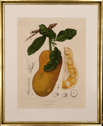 Artocarpus Polyphema. Pers. [Cempadak].