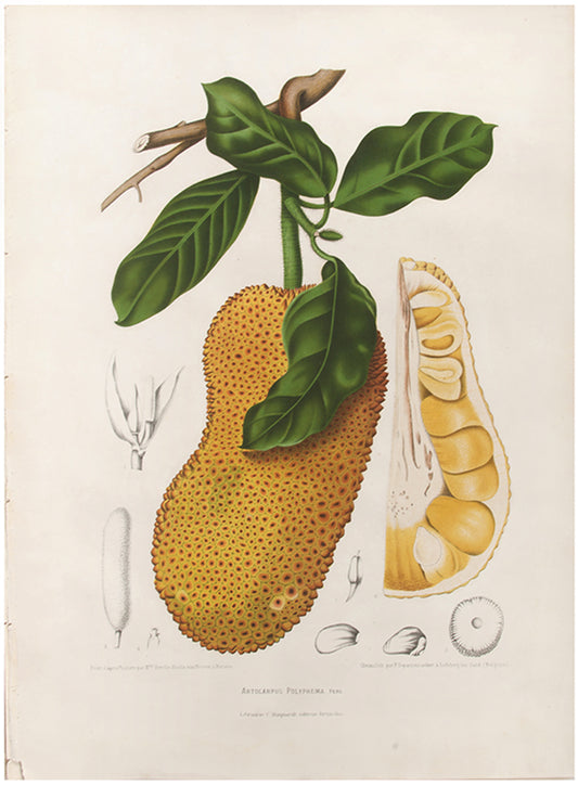 Artocarpus Polyphema. Pers. [Cempadak].