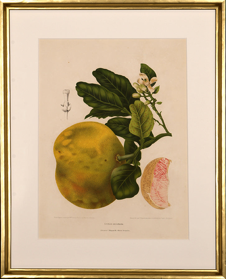 Citrus Decumana. [Pomelo].