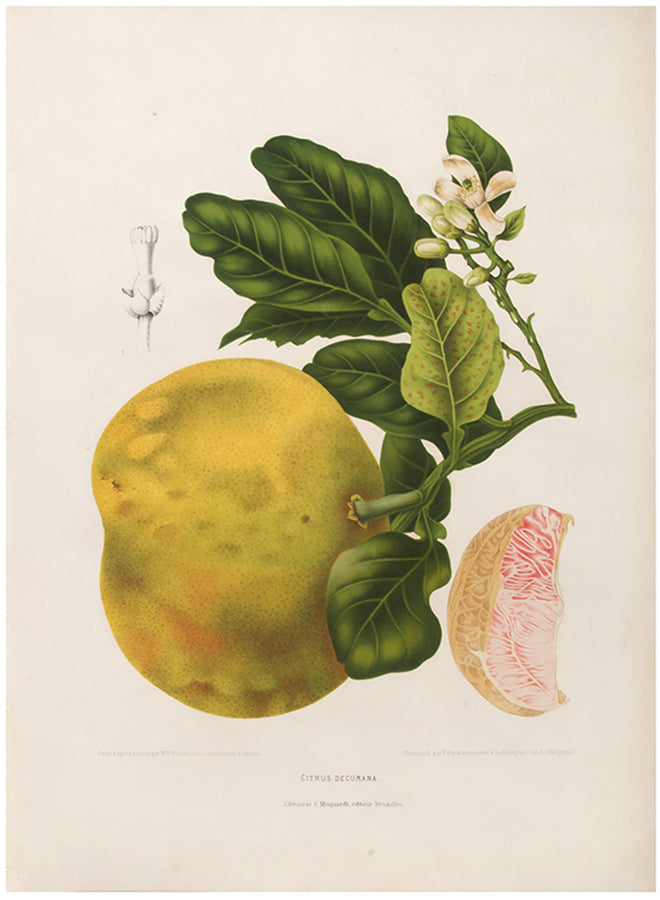 Citrus Decumana. [Pomelo].