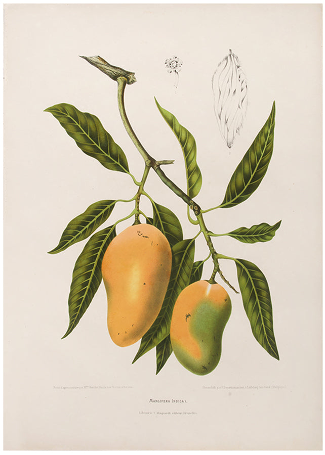 Mangifera Indica. L. [Mango].