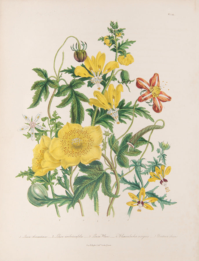 First edition of the beautifully hand-coloured Ladies Flower-Garden of Ornamental Annuals by Jane Loudon, published in 1840.