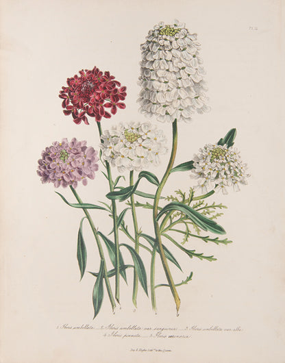 First edition of the beautifully hand-coloured Ladies Flower-Garden of Ornamental Annuals by Jane Loudon, published in 1840.