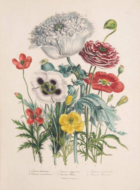 First edition of the beautifully hand-coloured Ladies Flower-Garden of Ornamental Annuals by Jane Loudon, published in 1840.