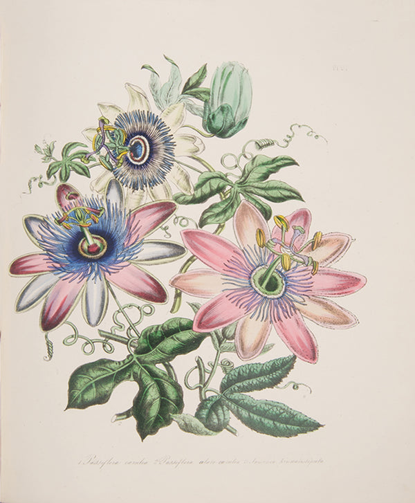 Second edition of Jane Loudon's beautifully hand-coloured Ladies' Flower-Garden of Ornamental Greenhouse Plants.