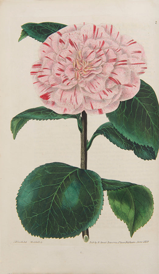 First editions, a rare complete set of both series of Robert Sweet's monumental work The British Flower Garden, with over 7,000 hand-coloured illustrations.