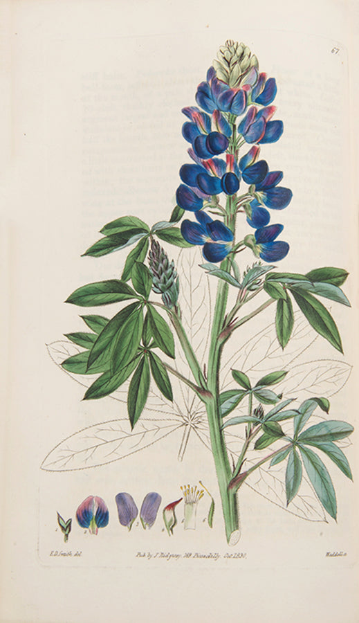 First editions, a rare complete set of both series of Robert Sweet's monumental work The British Flower Garden, with over 7,000 hand-coloured illustrations.
