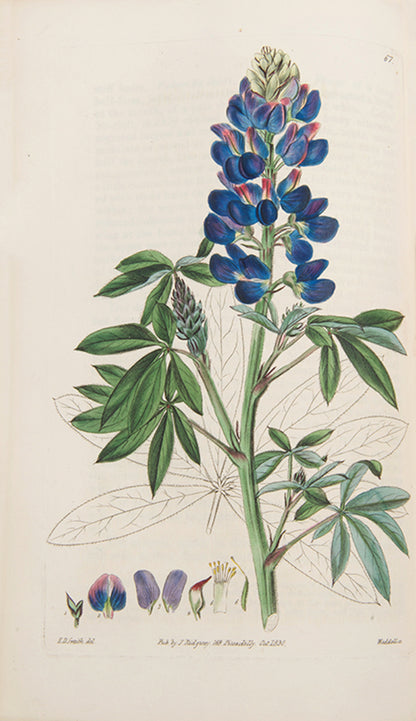 First editions, a rare complete set of both series of Robert Sweet's monumental work The British Flower Garden, with over 7,000 hand-coloured illustrations.