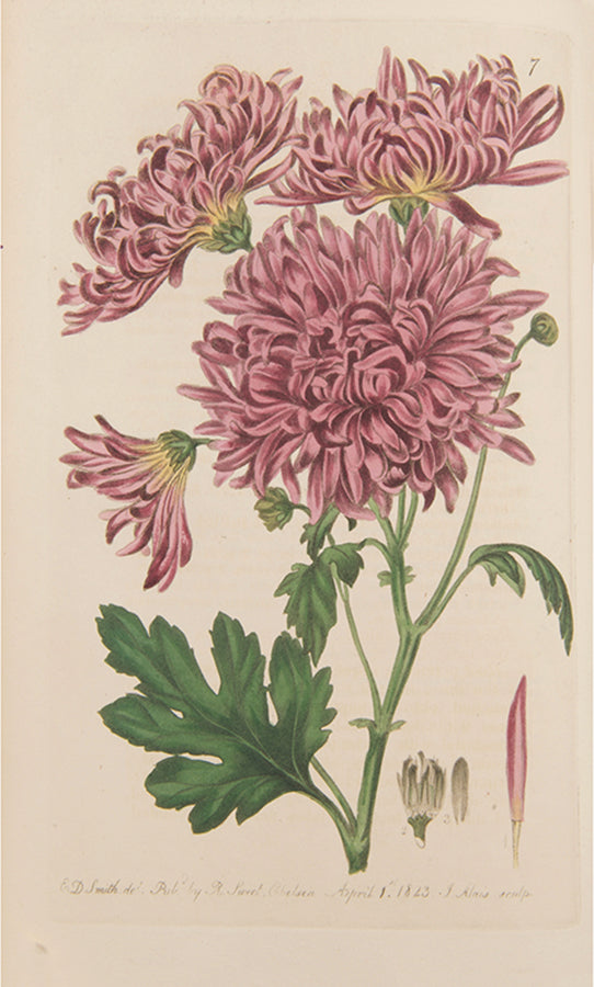 First editions, a rare complete set of both series of Robert Sweet's monumental work The British Flower Garden, with over 7,000 hand-coloured illustrations.