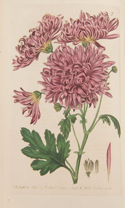 First editions, a rare complete set of both series of Robert Sweet's monumental work The British Flower Garden, with over 7,000 hand-coloured illustrations.