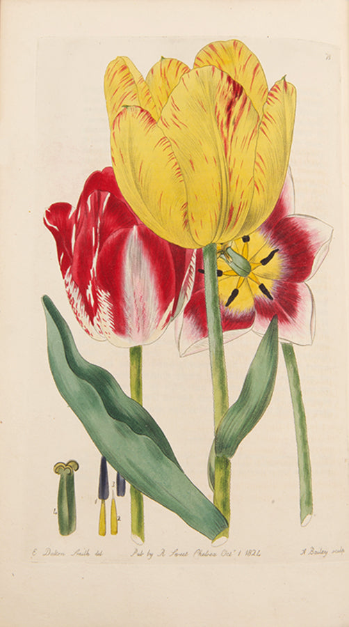 First editions, a rare complete set of both series of Robert Sweet's monumental work The British Flower Garden, with over 7,000 hand-coloured illustrations.