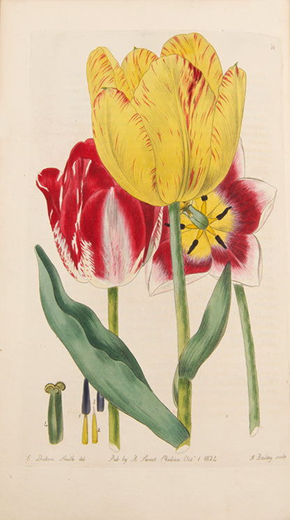 First editions, a rare complete set of both series of Robert Sweet's monumental work The British Flower Garden, with over 7,000 hand-coloured illustrations.