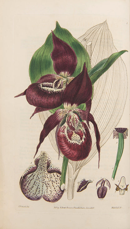 First editions, a rare complete set of both series of Robert Sweet's monumental work The British Flower Garden, with over 7,000 hand-coloured illustrations.
