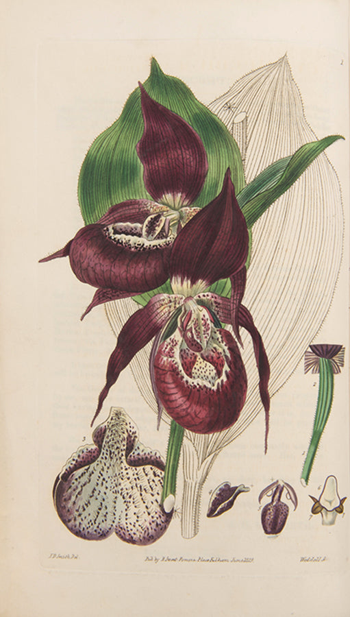 First editions, a rare complete set of both series of Robert Sweet's monumental work The British Flower Garden, with over 7,000 hand-coloured illustrations.