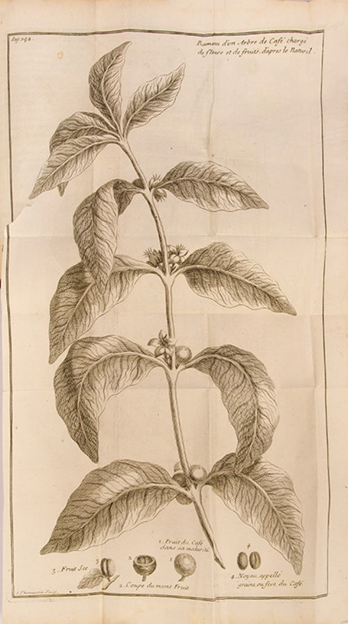 First edition of Jean de la Roque's Voyage de l'Arabie Heureuse, a description of the Kingdom of Yemen and Moka, and a treatise of coffee including three attractive plates of the coffee plant.