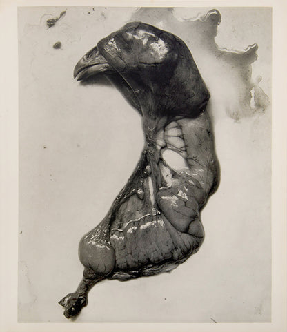 Issued as Aperture 10:4, this is one of a small number of copies that Minor White had bound for Frederick Sommer to distribute privately