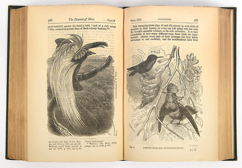 Second edition, thirty-third thousand, of The Descent of Man, Charles Darwin's application of evolution by natural selection to humans.