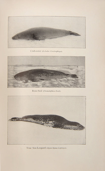 First edition of Frederick Cook's Through the First Antarctic Night. Cook's narrative of the first Belgian expedition to the Antarctic, under Gerlache de Gomery, was the only first-hand account of the expedition published in English.