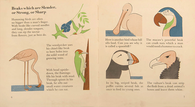 First edition of the children's book The Wonder World of Birds by graphic design pioneer Marie Neurath, in the rare dust jacket.