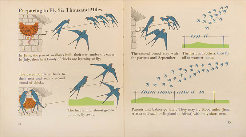 First edition of the children's book The Wonder World of Birds by graphic design pioneer Marie Neurath, in the rare dust jacket.