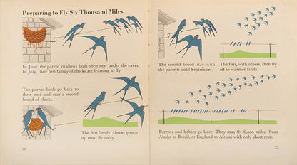 First edition of the children's book The Wonder World of Birds by graphic design pioneer Marie Neurath, in the rare dust jacket.